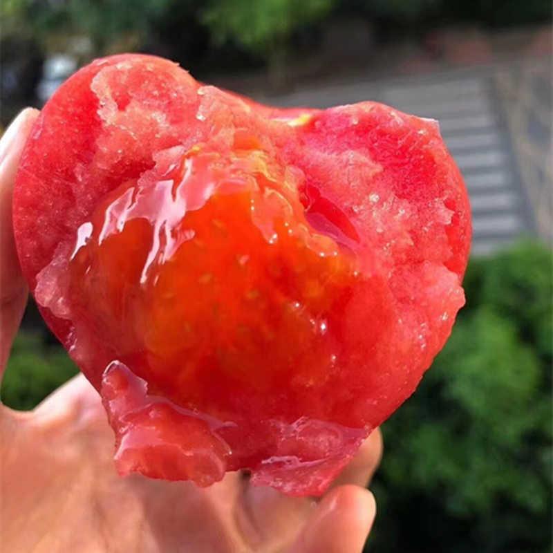 新鲜草莓西红柿普罗旺斯沙瓤自然熟生吃大番茄老品种柿子孕妇水果