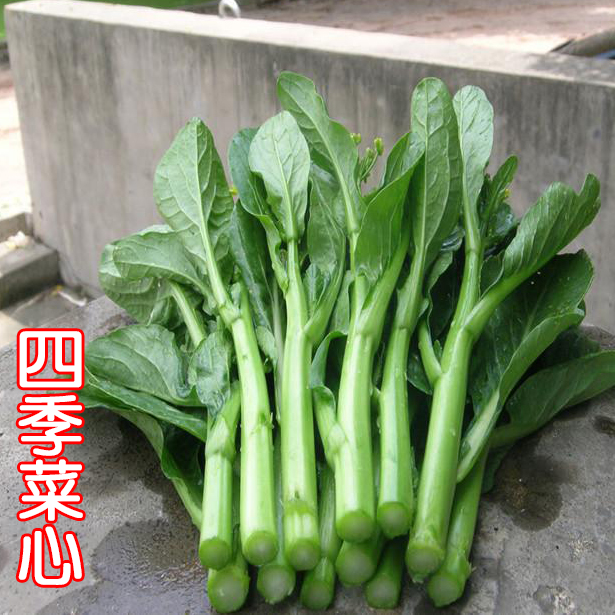 广东四九菜心种子红菜苔白菜苔四季蔬菜种籽孑增城迟青菜菜籽大全