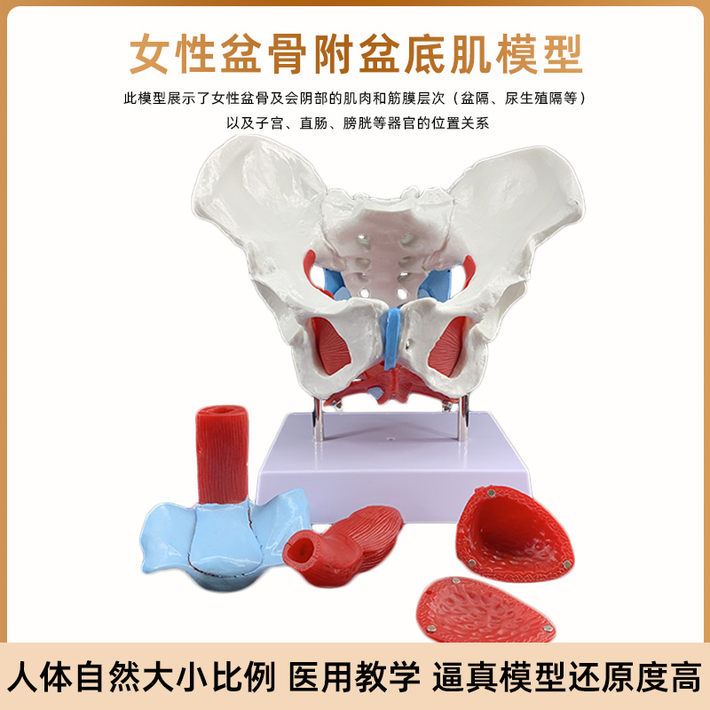 女性骨盆盆底肌肉模型人体分娩助产解剖医学盆腔动态骨骼结构教具