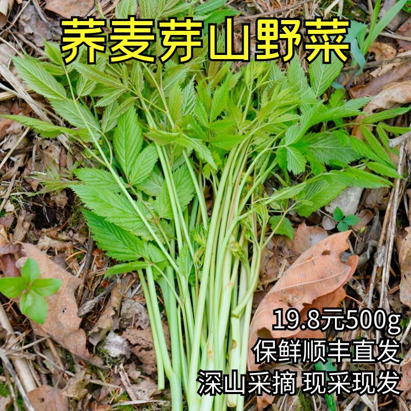 东北特产黑龙江伊春林区荞麦芽新鲜山野菜500克包邮