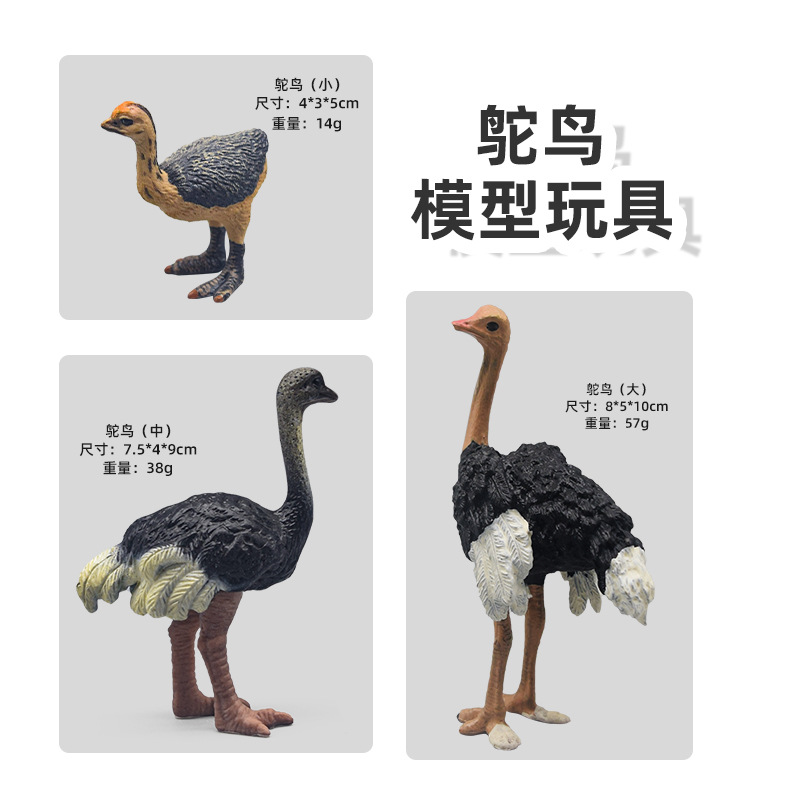 儿童玩具仿真动物模型鸟类套装大嘴鸟鹦鹉鸵鸟孔雀小鸟火鸡男孩女