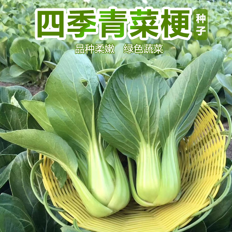 矮脚富士青梗菜种子上海青油菜生长期极短四季播种阳台菜园青菜