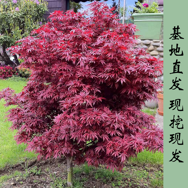 红小袖日本进口枫树名贵品种彩叶带锦红枫适合盆栽盆景阳