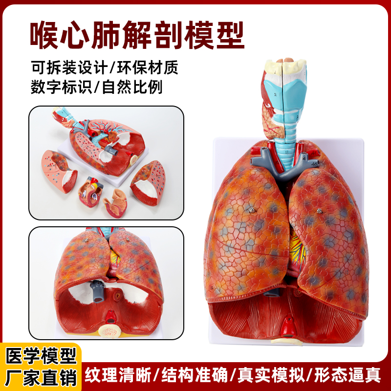 医用人体喉心肺喉咙甲状腺肺心脏呼吸系统肺部内脏解剖胸外科模型