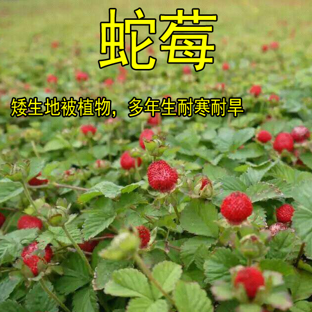 蛇莓 野草莓