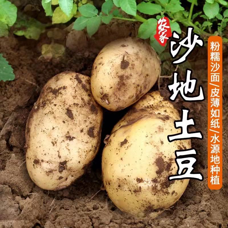 2024安徽新鲜现挖小土豆农村沙土洋芋马铃薯农家特产蔬菜儿童辅食
