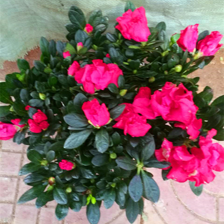 四季开花盆栽花卉比利时杜鹃花苗植物室内客厅阳台植物带花苞盆景