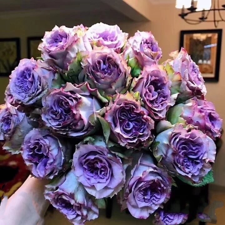 多姿桃/多洛塔小苗 扦插大花切花月季新品玫瑰蓝紫色盆栽花卉绿植