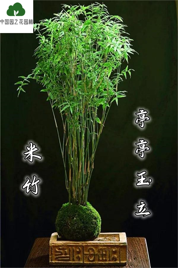米竹盆栽小型微盆景水培庭院室内桌面绿植观音竹子观赏竹带盆种好