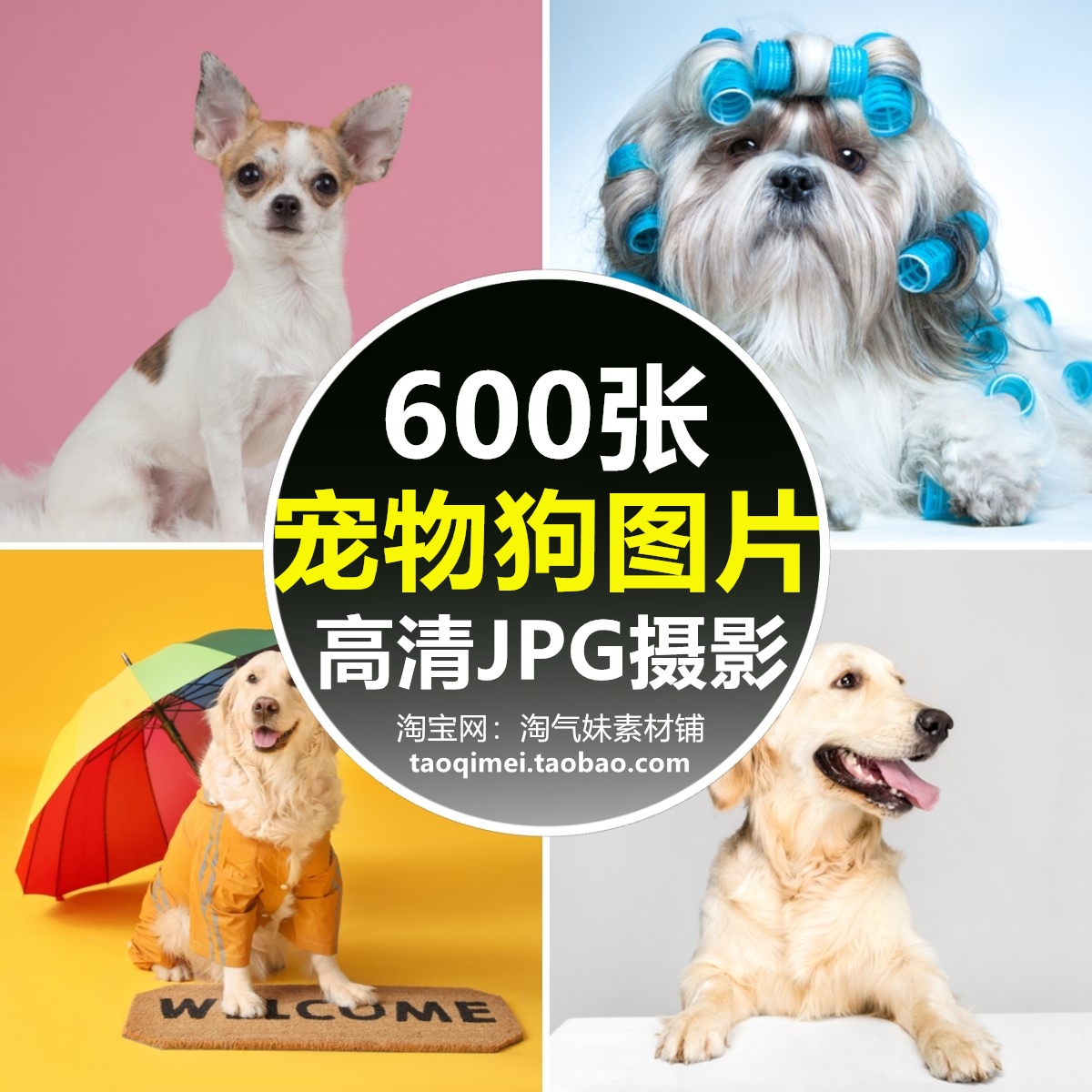 高清JPG宠物狗图片金毛泰迪萨摩柯基纳瑞萌宠名犬店宣传海报素材