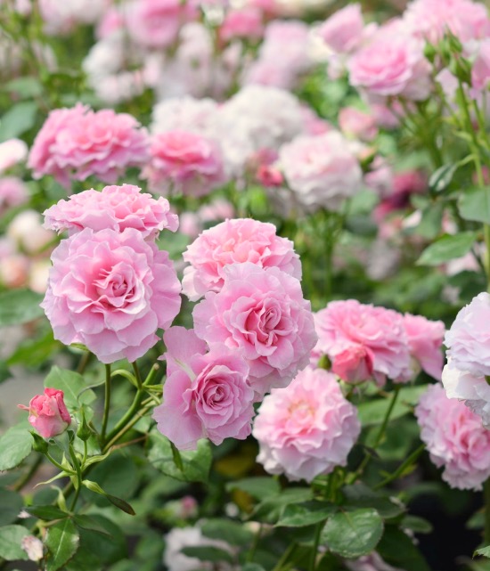 末离园 沉默的爱 大花灌木月季 和本系 阳台庭院盆栽绿植玫瑰花