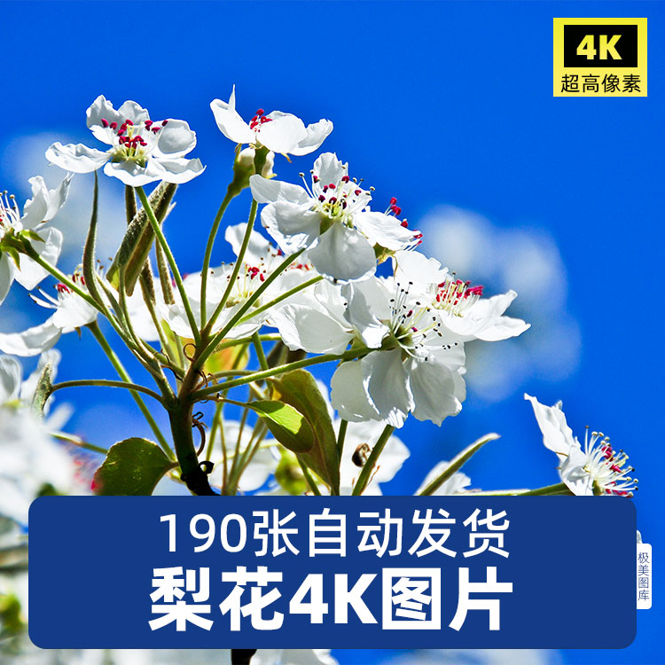 高清4K梨花梨树枝图片花卉植物摄影背景照春天盛开花朵JPG素材