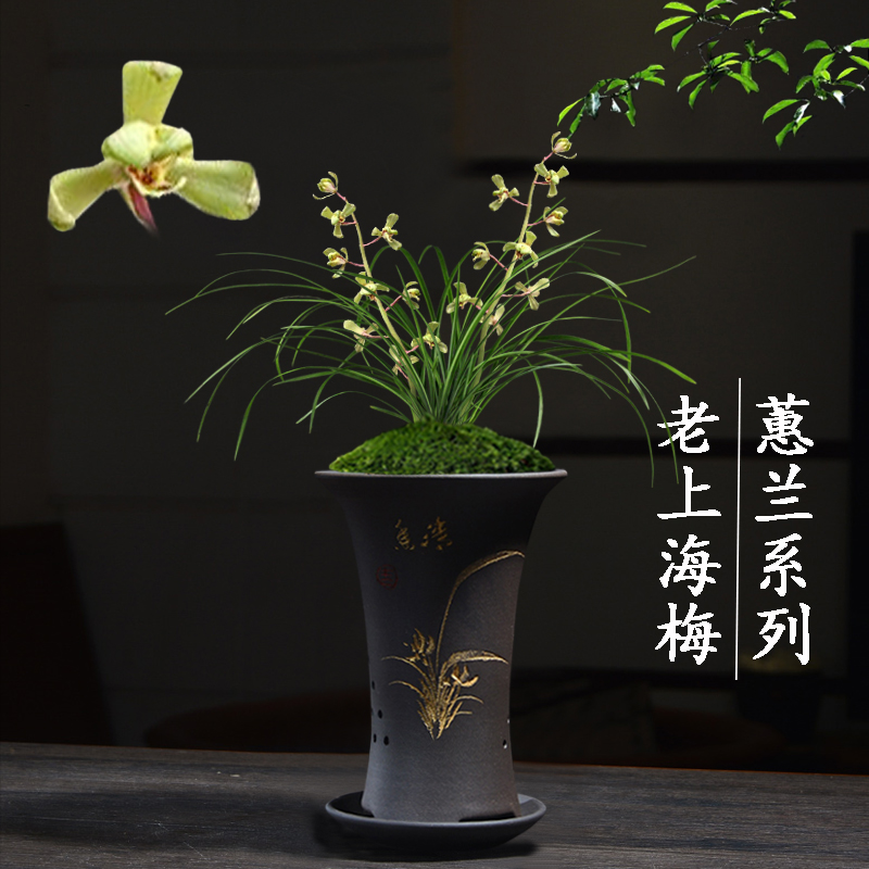 兰花苗无花苞盆栽植物室内名贵蕙兰老上海梅客厅好养极品花卉绿植