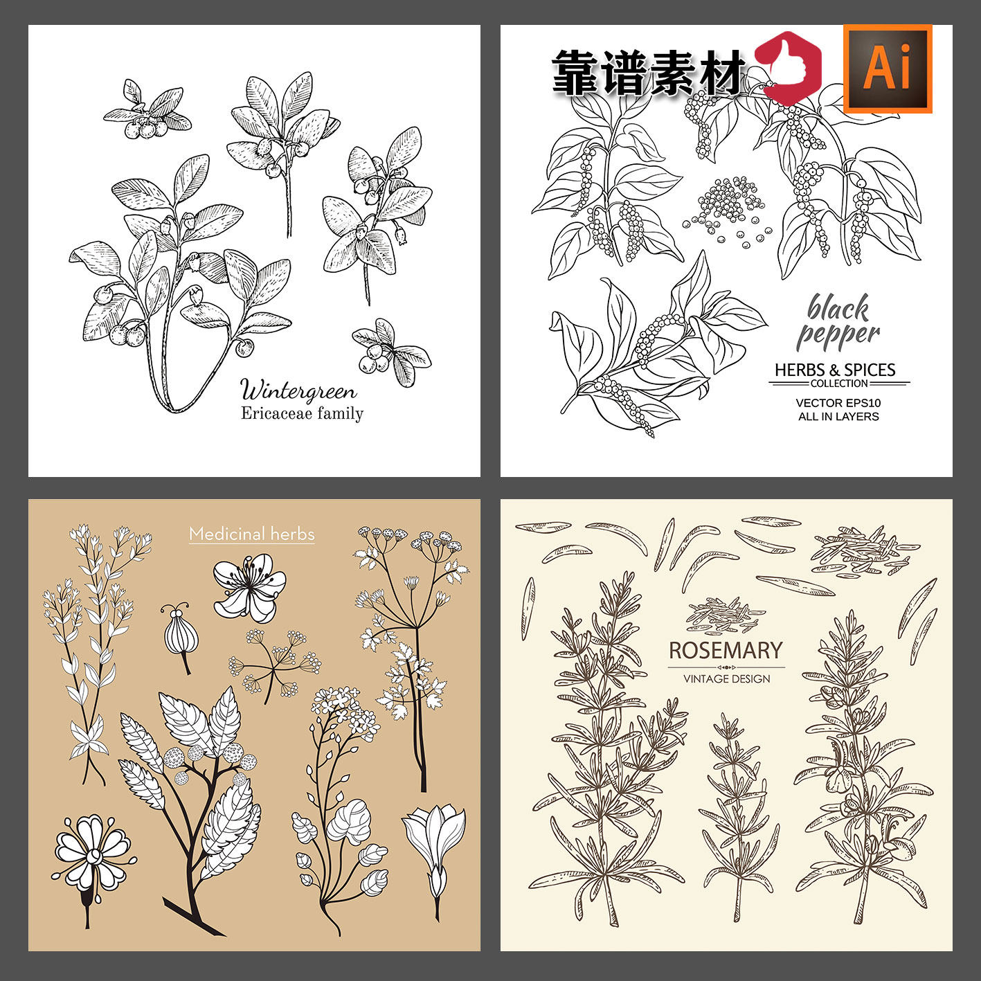 手绘素描线描线条植物花草中草药果实叶子树枝AI矢量设计素材