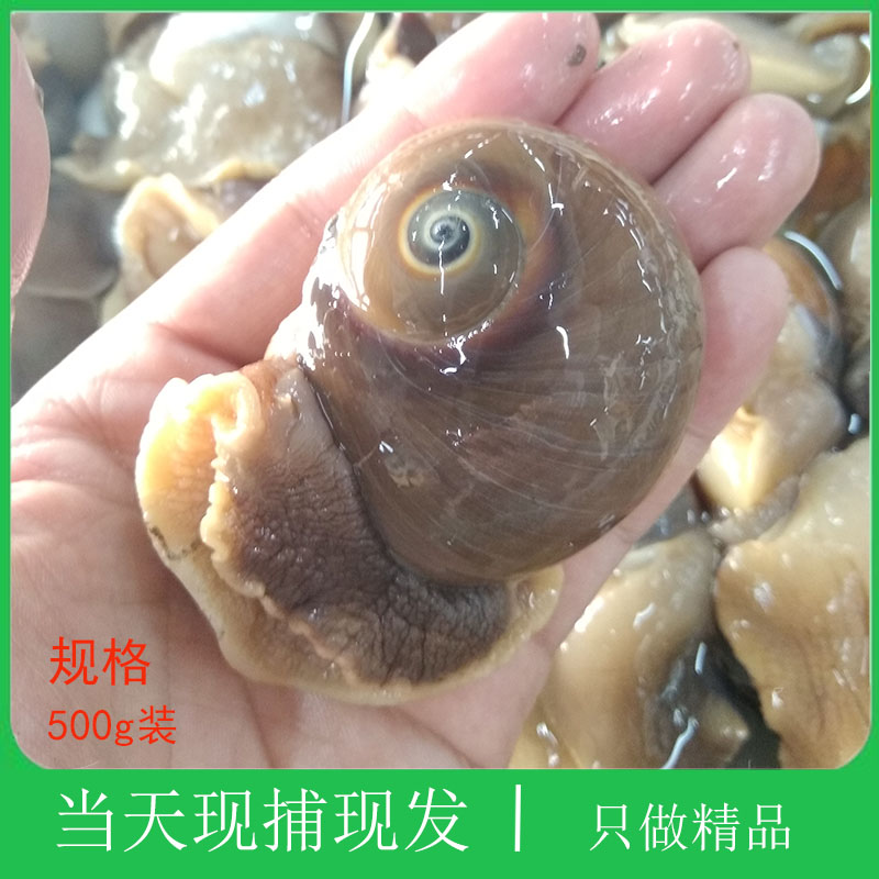大连海鲜田螺野生沙螺鲜活大香螺肚脐螺扁玉螺新鲜海螺贝类猫眼螺
