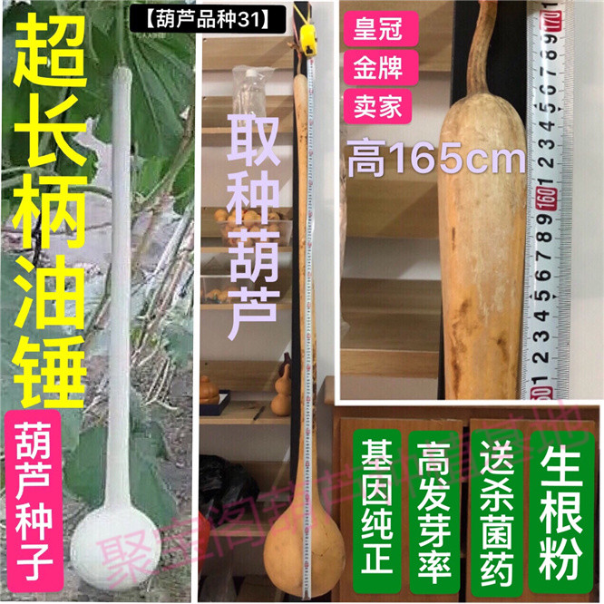 超长柄油锤葫芦种巨型1.4-1.8m特大帝王鹤首小亚腰酒八宝三挺子籽