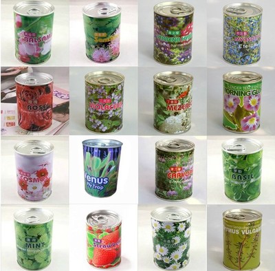 小花农罐头花创意迷你小盆栽植物易拉罐种子花卉儿童幼儿园植物角