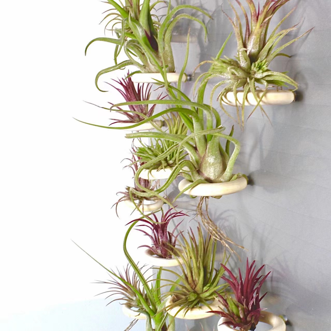 空气凤梨 无土植物(活植物+实木圈支架磁铁吸 冰箱装饰背景挂饰
