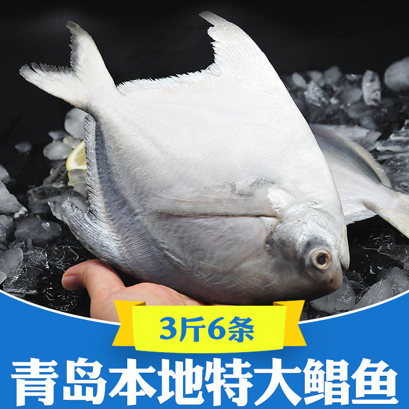 青岛鲳鱼新鲜冷冻3斤超大银鲳鱼特大鲜活冰鲜晶鱼白鲳鱼平鱼仓鱼