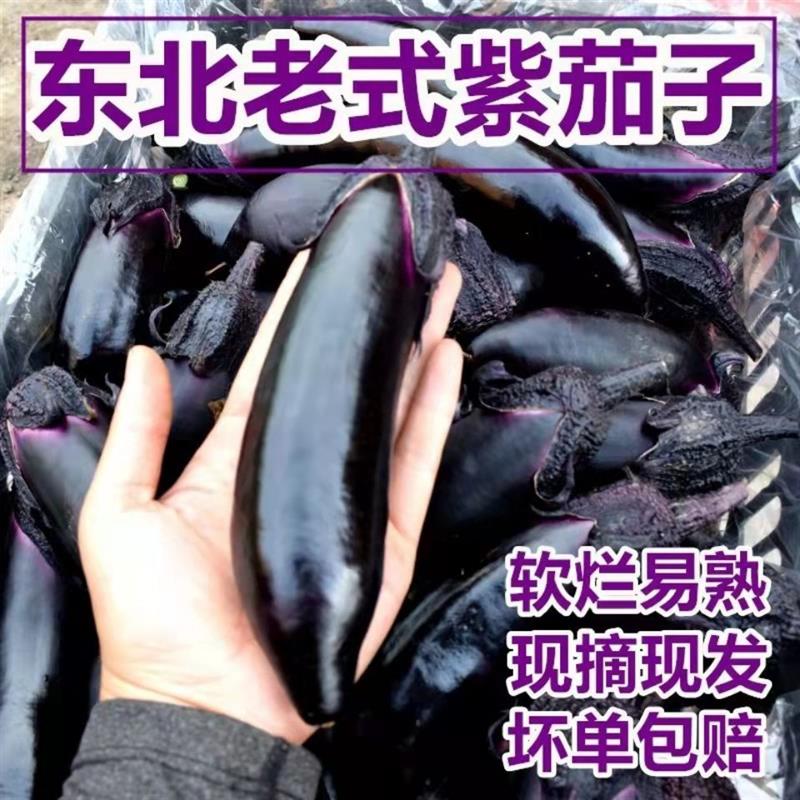 东北特产大地紫茄子紫裤紫把农家蔬菜产地绿瓤紫茄紫立人现摘现发