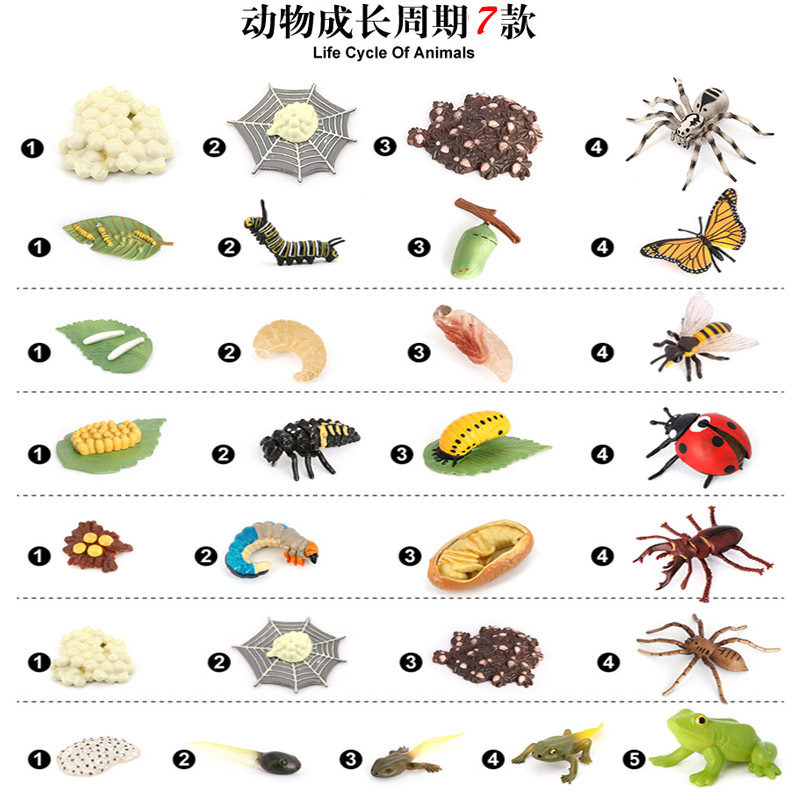 青蛙瓢虫蜘蛛成长周期过程蝴蝶蜜蜂动物模型种子发芽长成儿童玩具