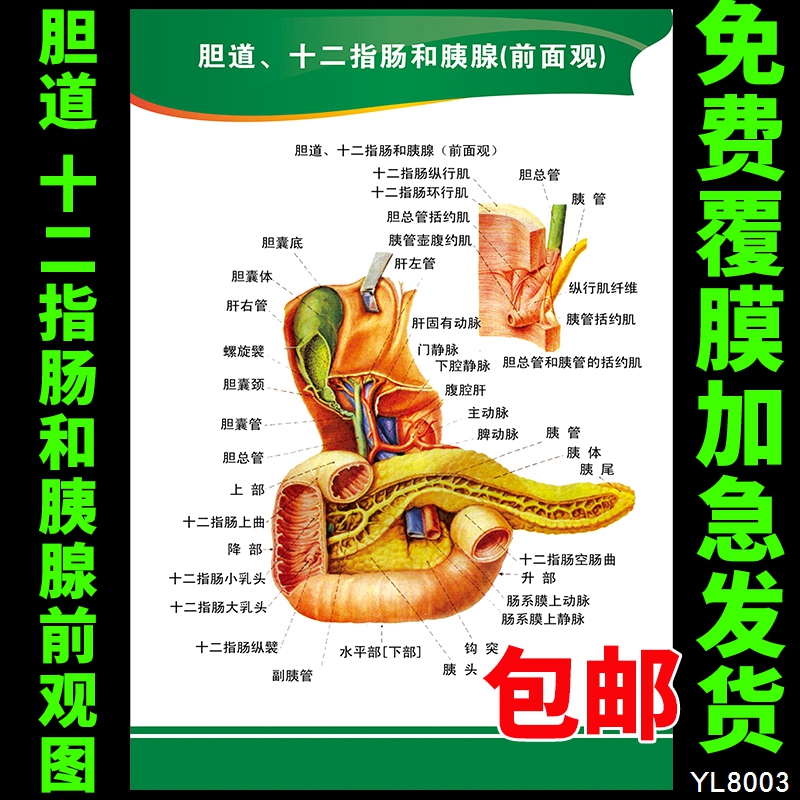 医院解剖知识宣传海报 胆道、十二指肠和胰腺（前面观）挂图挂画