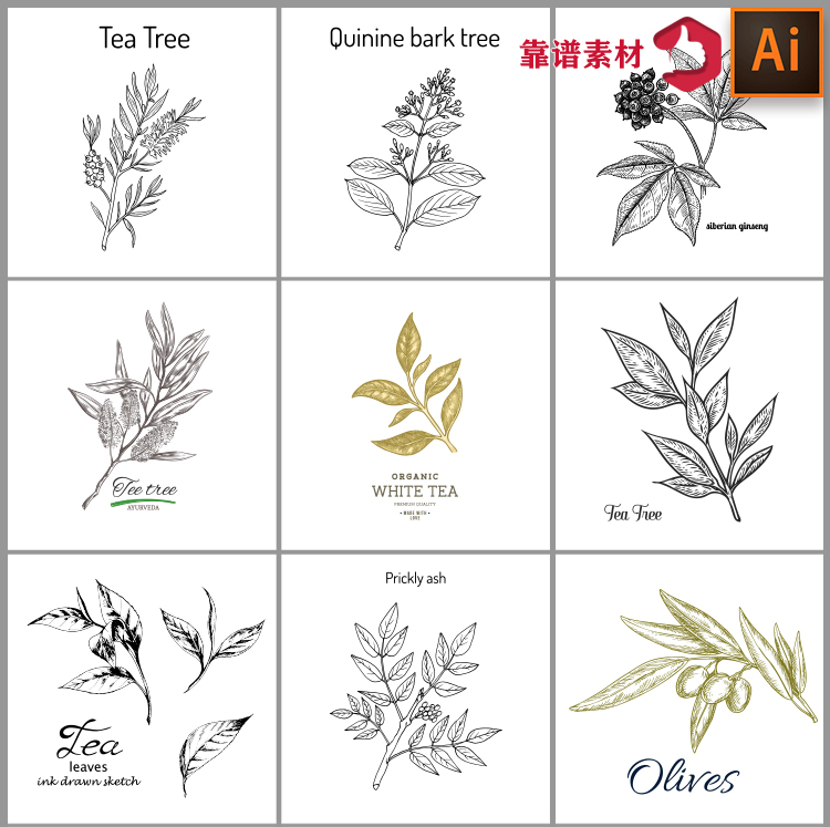 素描线描速写植物叶子药材茶叶果树叶装饰元素矢量设计素材