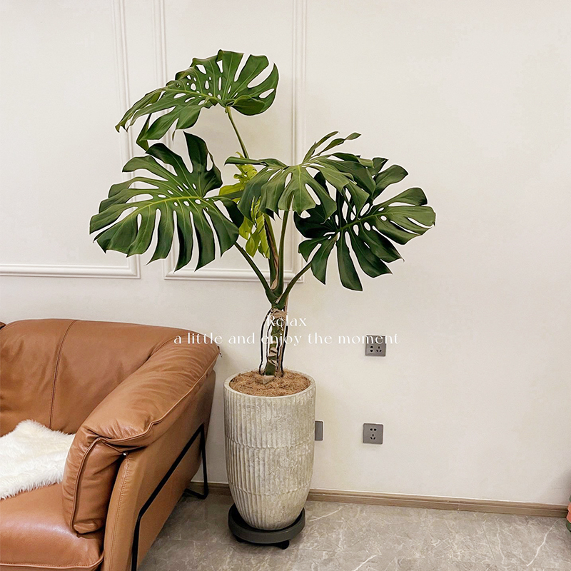 老桩龟背竹观叶植物办公室内客厅大盆栽绿植物盆景净化空气吸甲醛