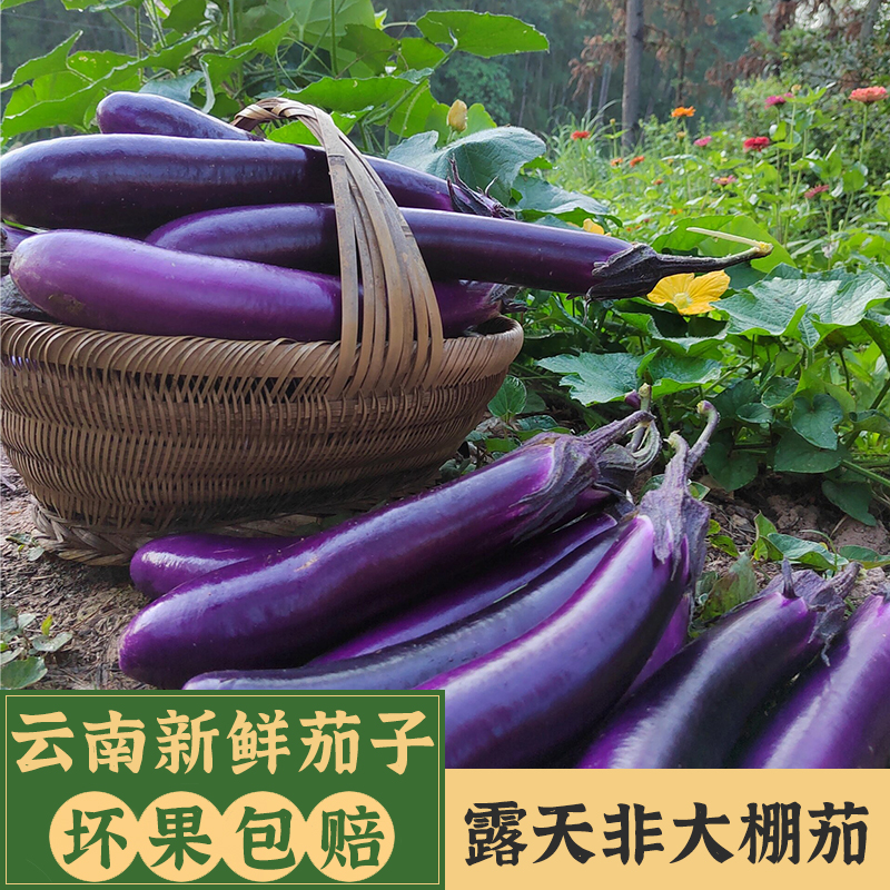 淘菜菜云南农家本地老品种紫长茄子10斤新鲜应当季露天种植蔬菜