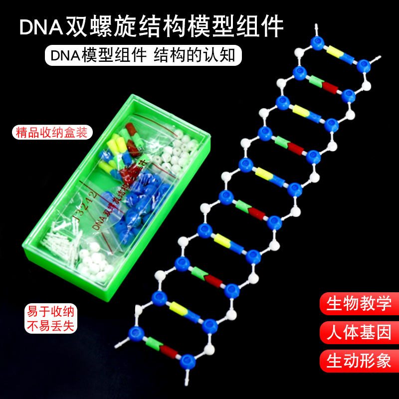 【金松】DNA双螺旋结构模型组件J3242CGAT碱基对遗传基因小学科学生命初高中生物实验器材教学仪器教具分子结