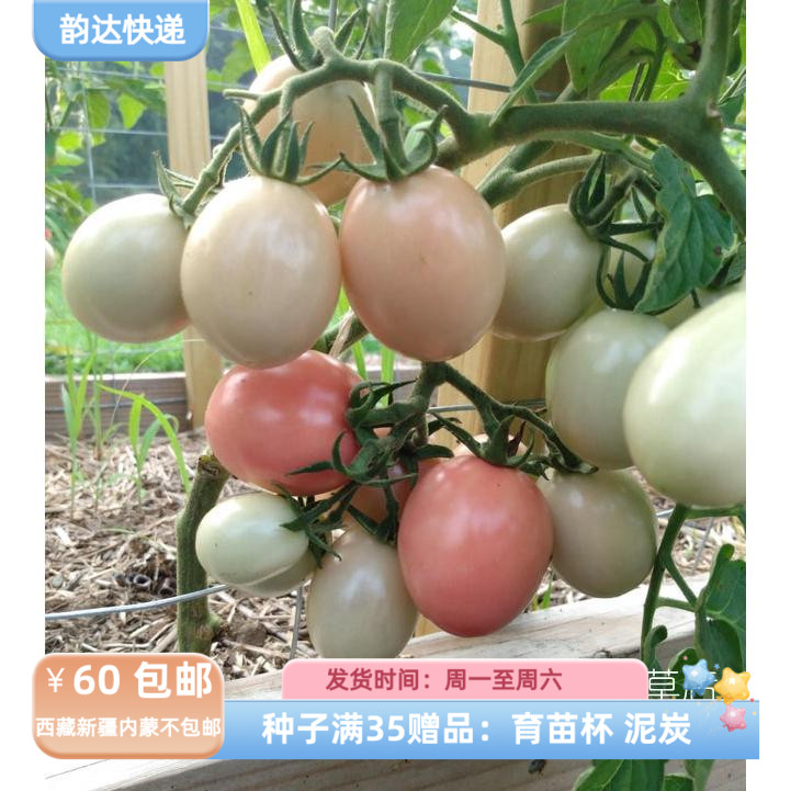 【种子】传家宝种 小番茄 西红柿 无限生长型普吉岛粉蛋 5粒