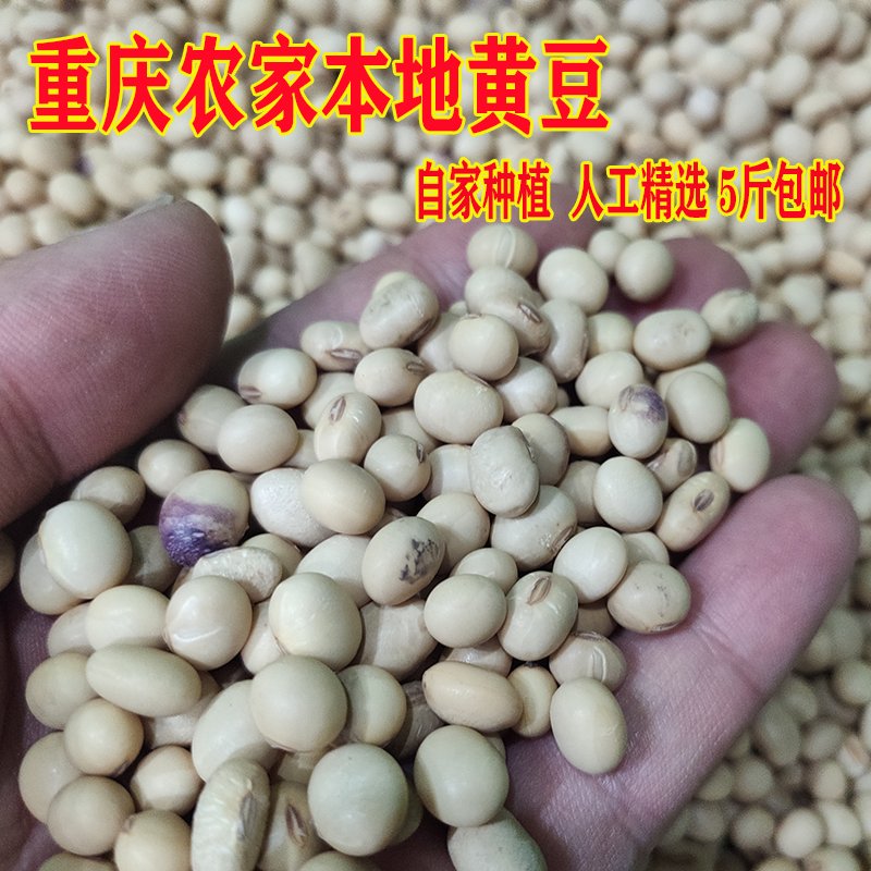 重庆农家自种本地小黄豆打豆浆发豆芽土黄豆子天然机非赚基因散装
