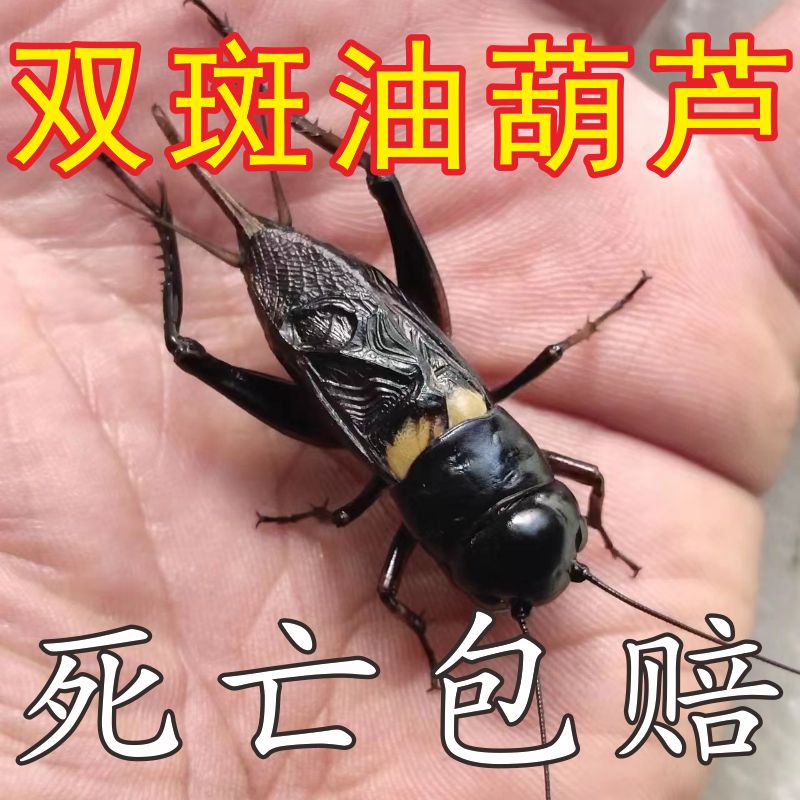 双斑油葫芦大蟋蟀鸣虫打架斗蛐蛐乌龙仔画境台湾双斑腾贺崛起商贸