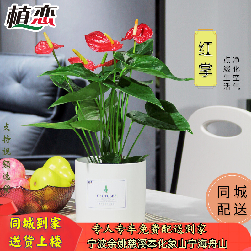 红掌盆栽花卉绿植四季常开红色花卉四季开花植物  常州南京同城