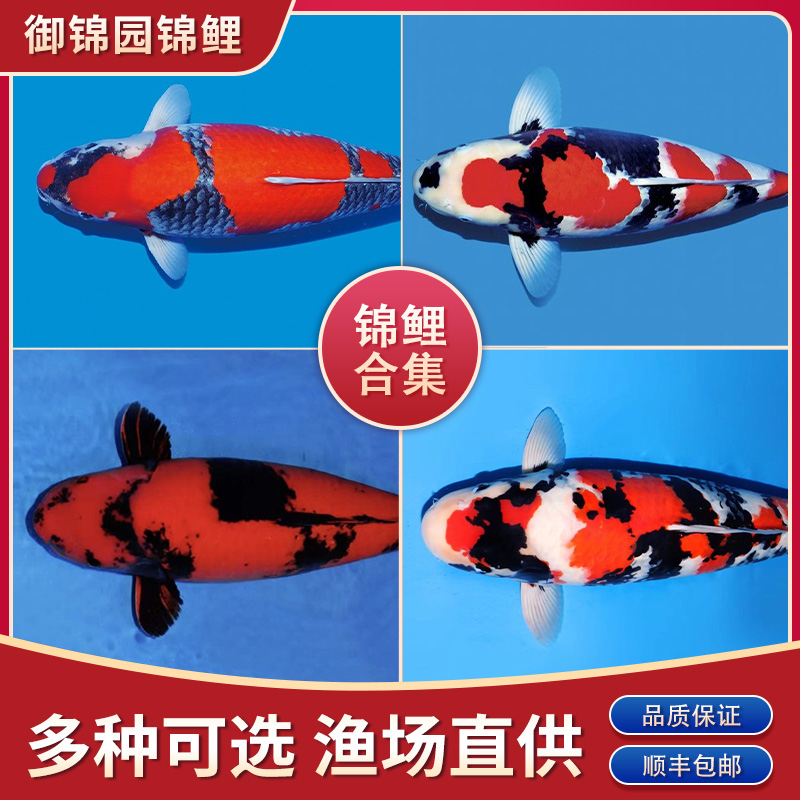 进口锦鲤观赏鱼大型冷水淡水鱼纯种日本黑白红锦鲤鱼活体招财鱼