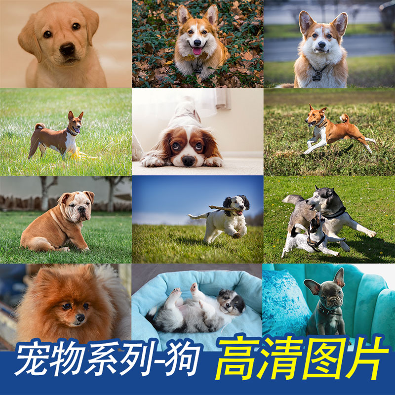无版权动物宠物狗狗高清壁纸背景PS海报平面设计图片摄影照片素材