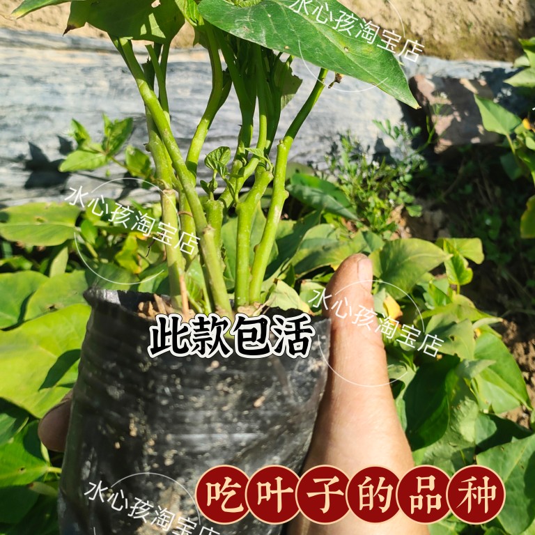 吃叶子的地瓜叶红薯苗菜用产量好福薯18台农71台湾地瓜叶带根包活