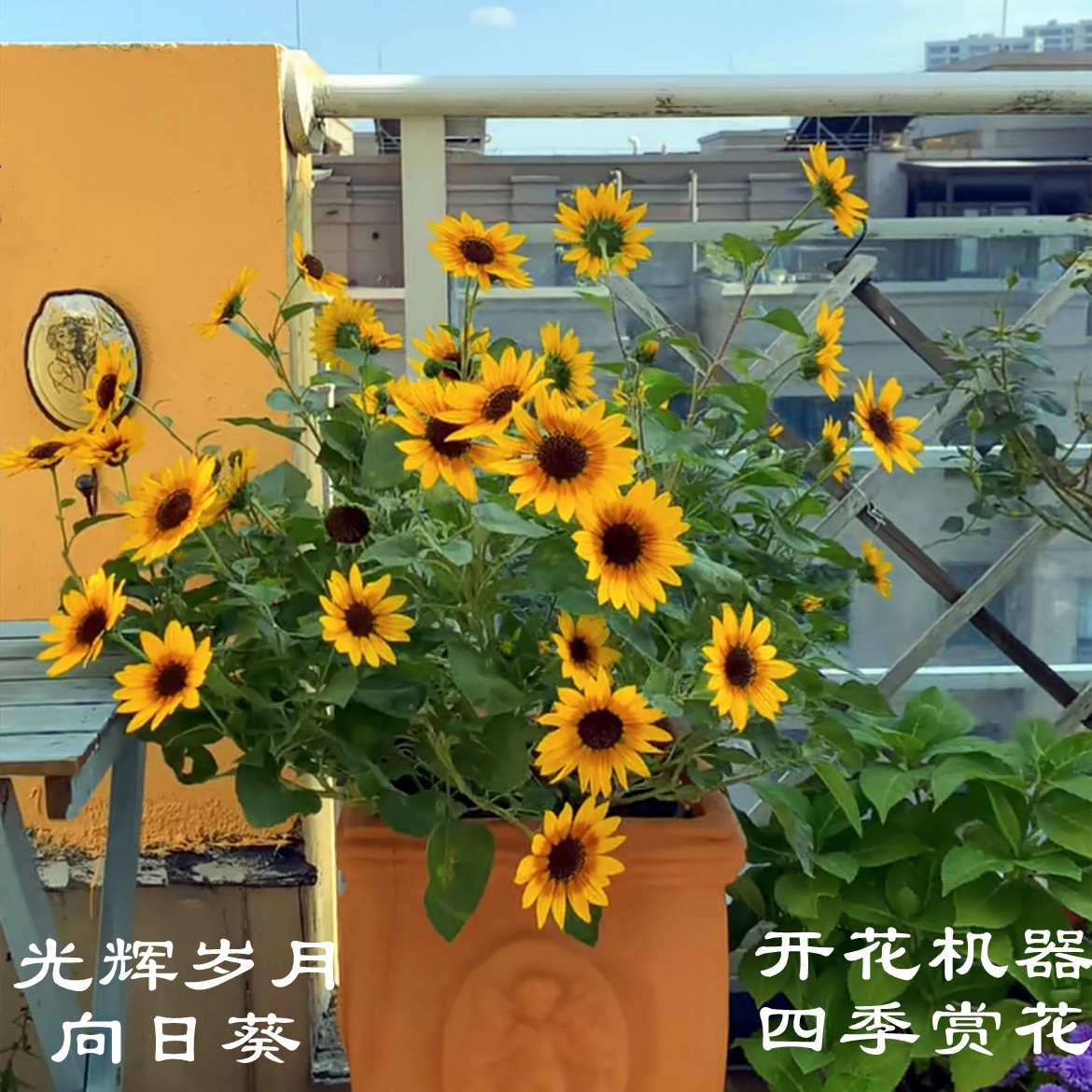 光辉岁月四季向日葵盆栽 阳台庭院花卉植物易养四季开花带花发货