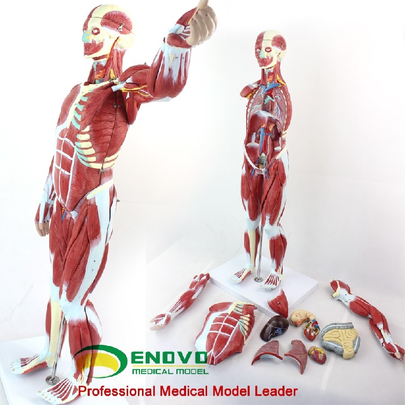 人体全身肌肉附内脏器官解剖模型医学人体肌肉结构组织模型