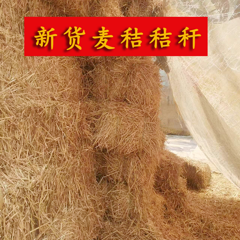 小麦秸秆宠物鸡窝草牛羊食料干麦秸装饰填充狗鸭窝草道具2023新货