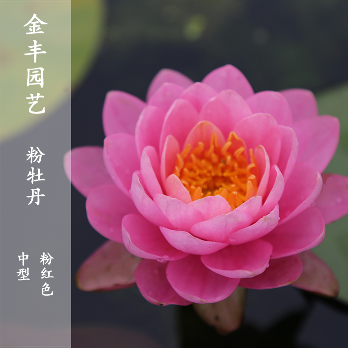 金丰园艺粉牡丹中型睡莲粉红色花型碗状耐寒四季水培室内盆栽植物