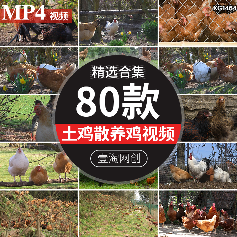 农村土鸡散养鸡走地鸡农家生态饲养殖养鸡场山林家禽高清视频素材