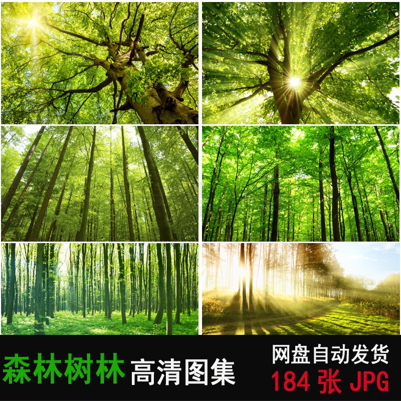 绿色森林树林山林自然风景高清图片唯美树林秋天森林PS图片素材