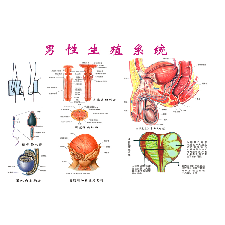 泌尿男女生殖系统概观图|人体心脑血管示意挂图|系统解剖图海报