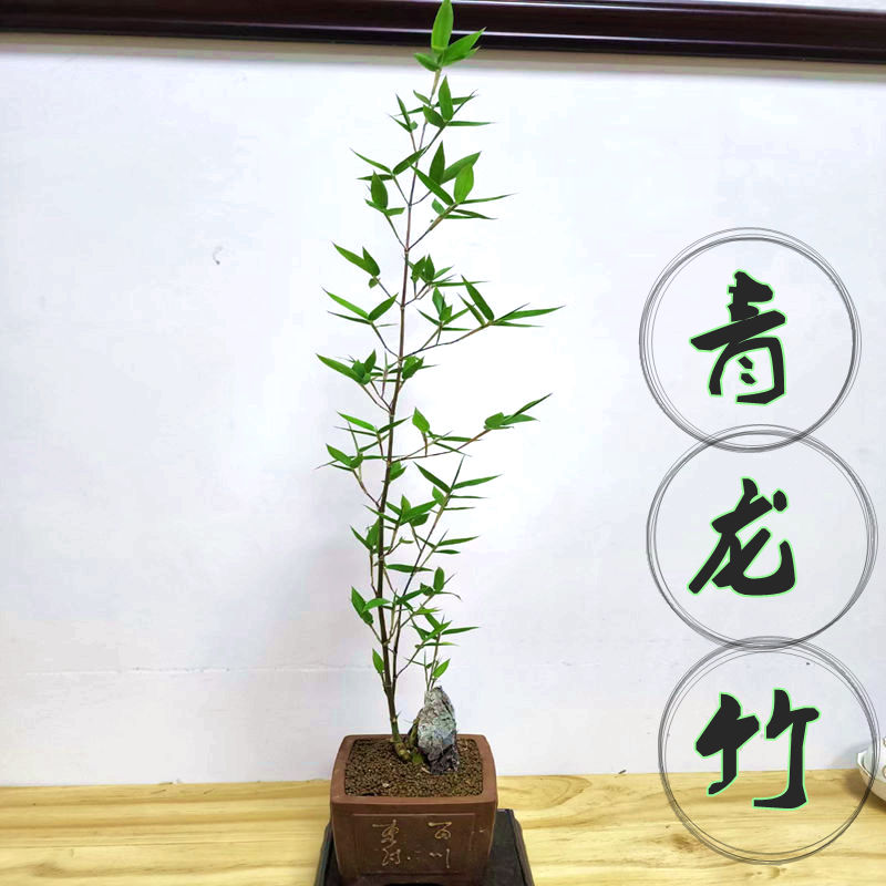 青龙竹盆栽办公室茶室桌面好养竹子摆件禅意茶生活盆景室内客厅