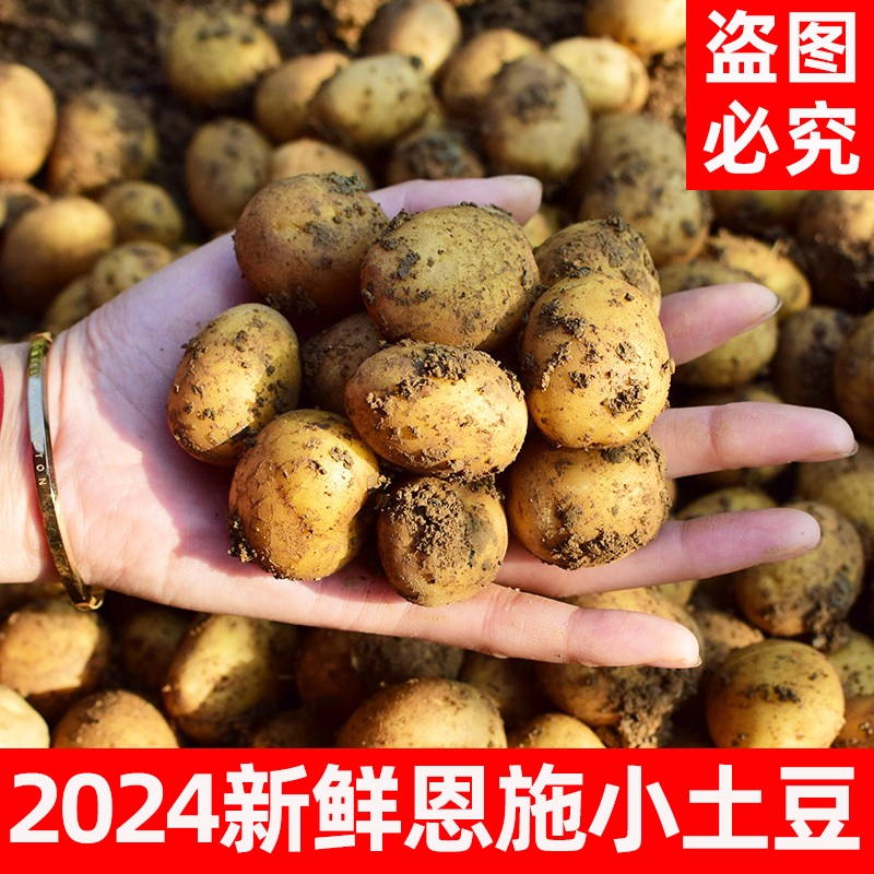 【2024新货】农家自种新鲜蔬菜恩施黄心迷你小土豆 洋芋马铃薯10