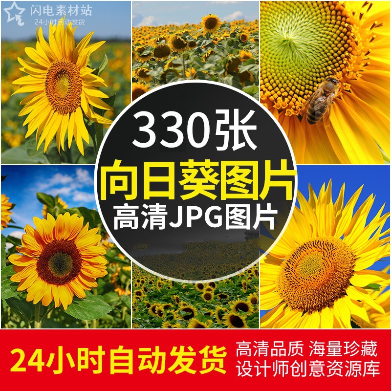 4K高清大图 向日葵太阳花葵花朵植物花海自然美景设计JPG图片素材