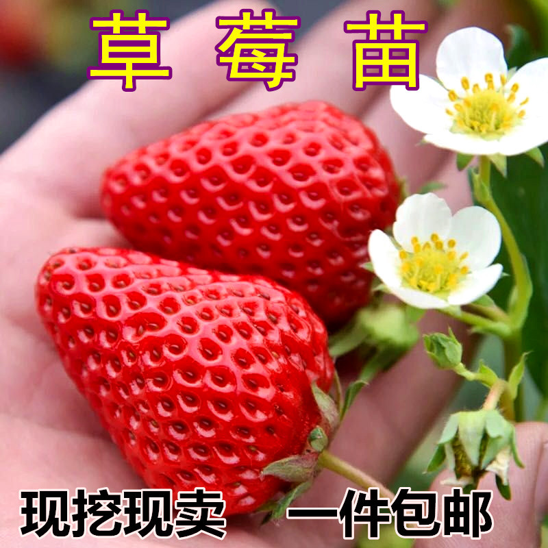 阳台室内种植四季盆栽草莓苗食用结果种苗奶油草莓种子秧南方大。