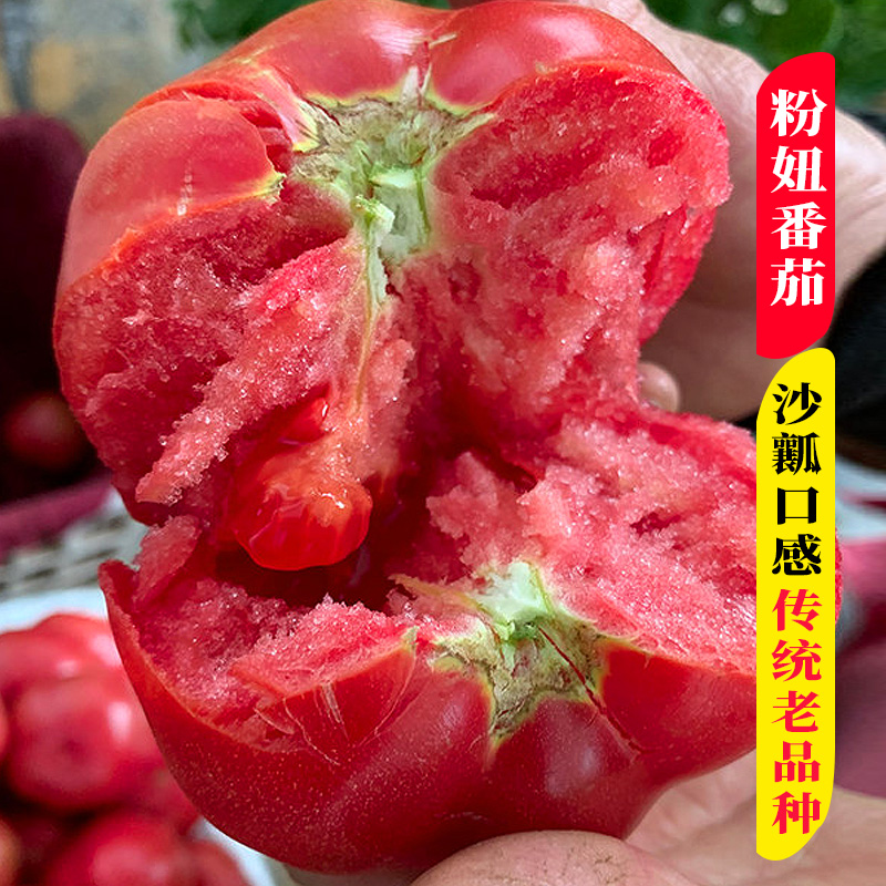 大粉番茄种子西红柿种孑非转基因阳台盆栽春秋四季蔬菜种籽番茄苗