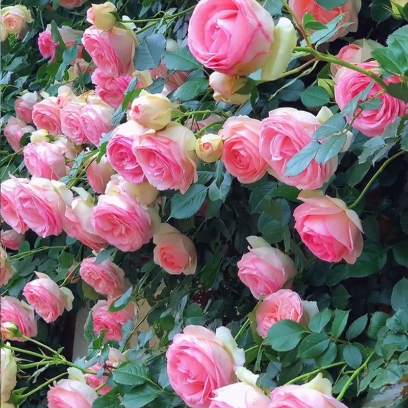 粉色龙沙宝石粉色大包子型大花爬墙拱门造型栽培春季月季地栽盆栽